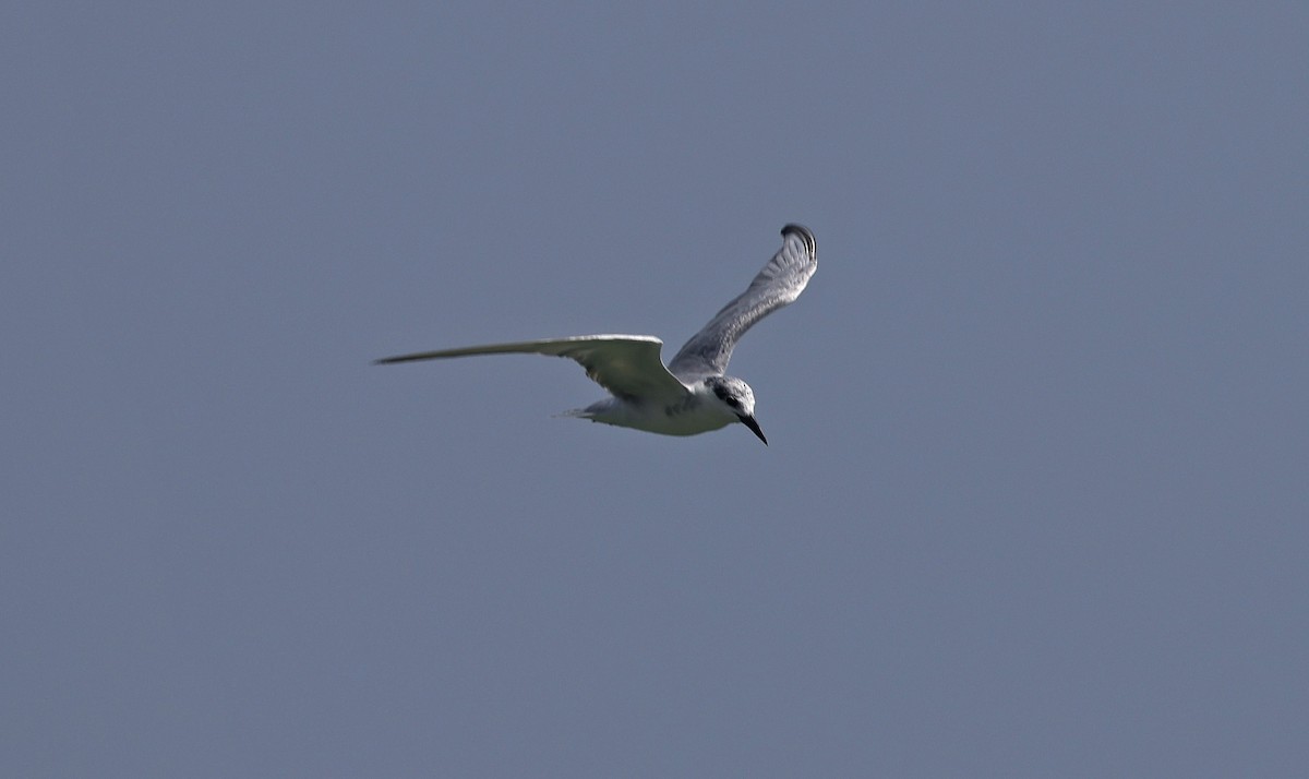 Whiskered Tern - ML514496601