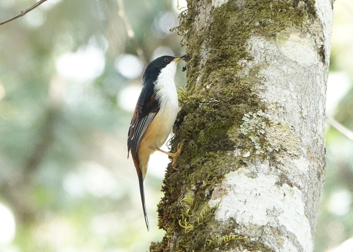 Rufous-backed Sibia (Rufous-backed) - ML514496621