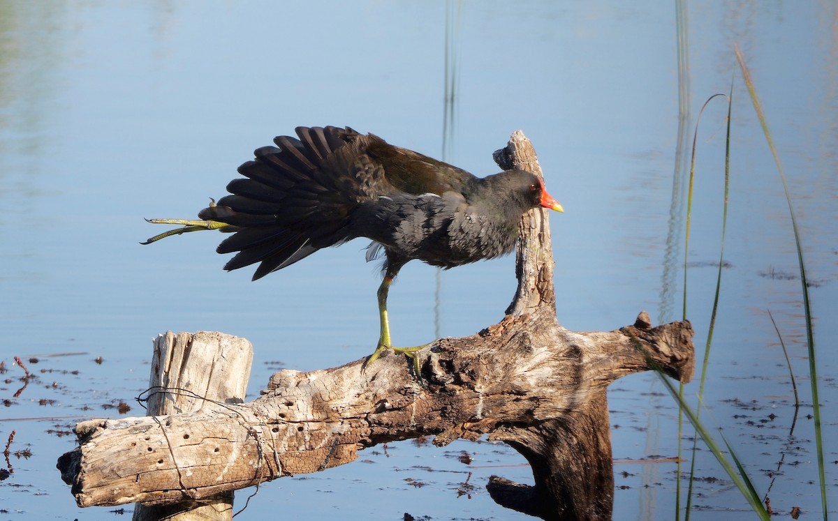 Eurasian Moorhen - ML514496831