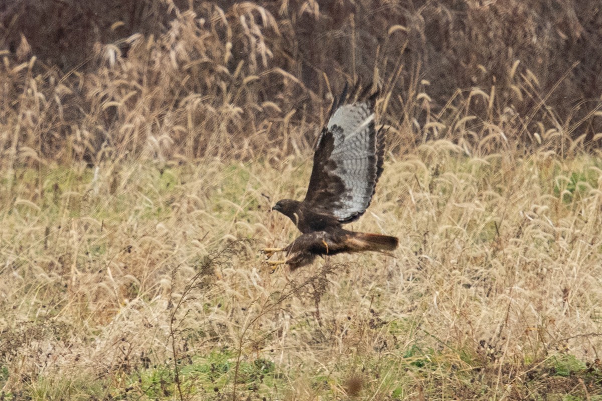 Red-tailed Hawk (calurus/abieticola) - Ryan Griffiths