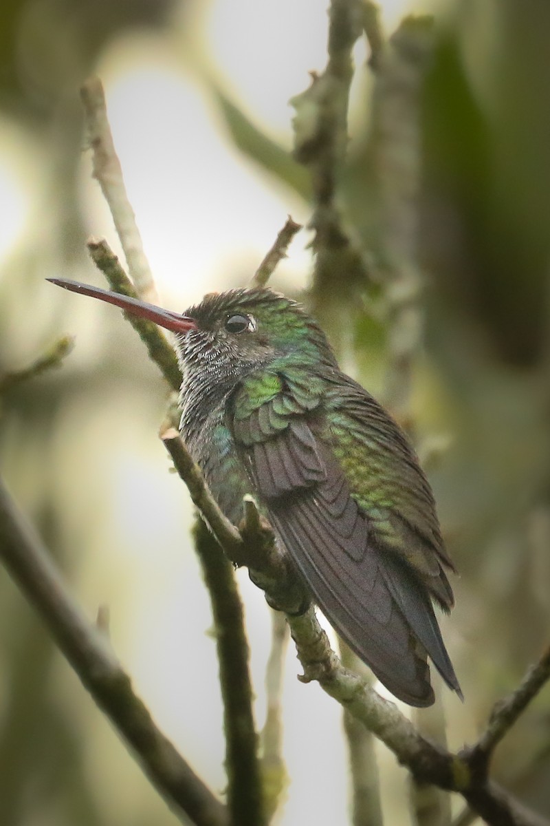 fiolstrupekolibri - ML514499171