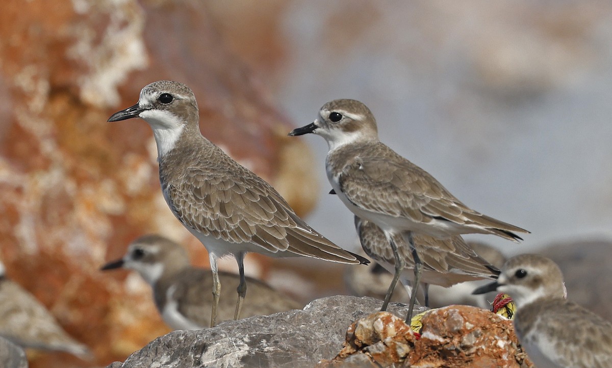 Greater Sand-Plover - ML514499381