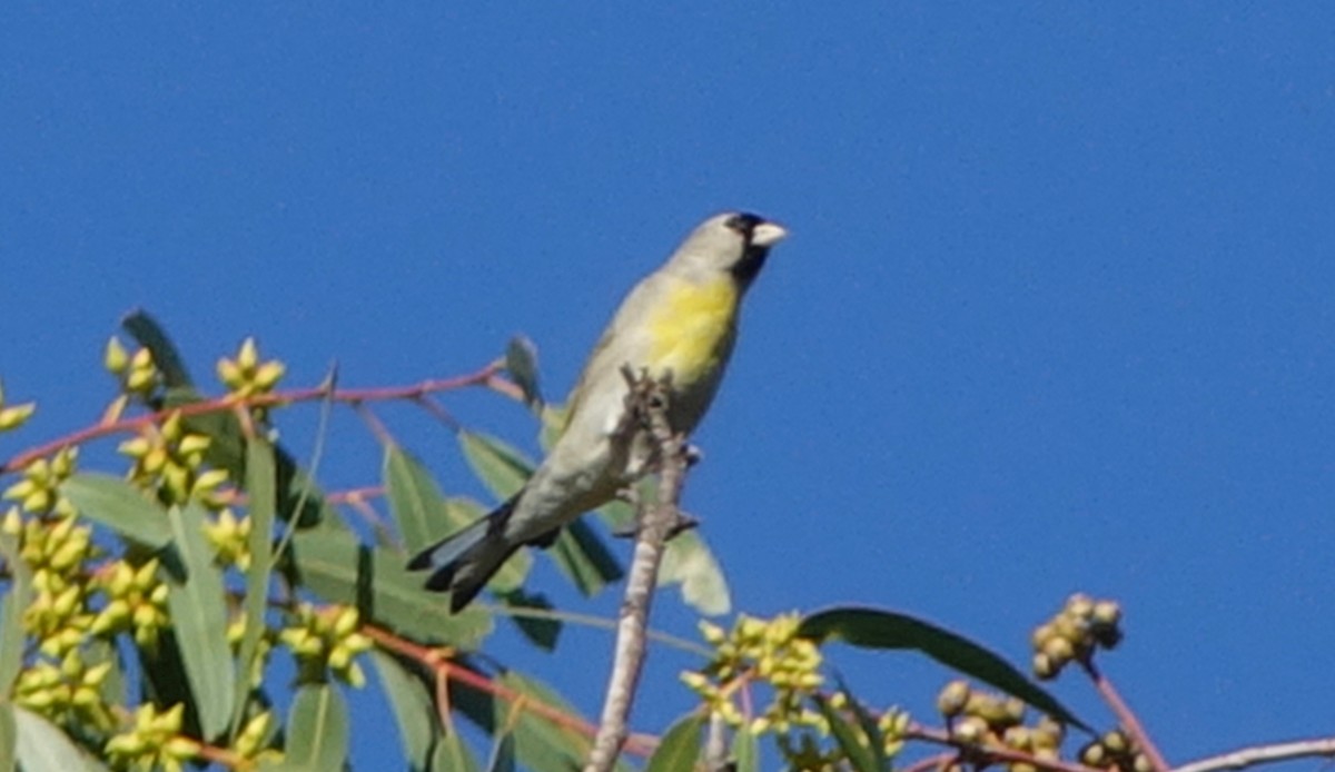 Lawrence's Goldfinch - Greg Cross