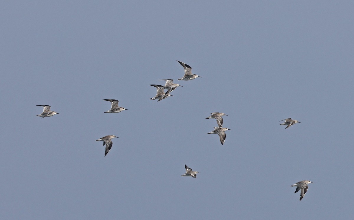 Great Knot - ML514500261