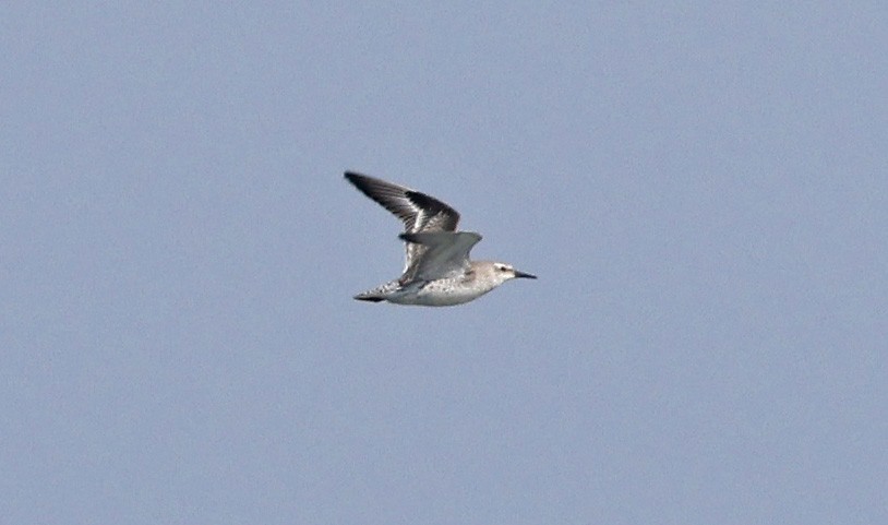 polarsnipe - ML514500451