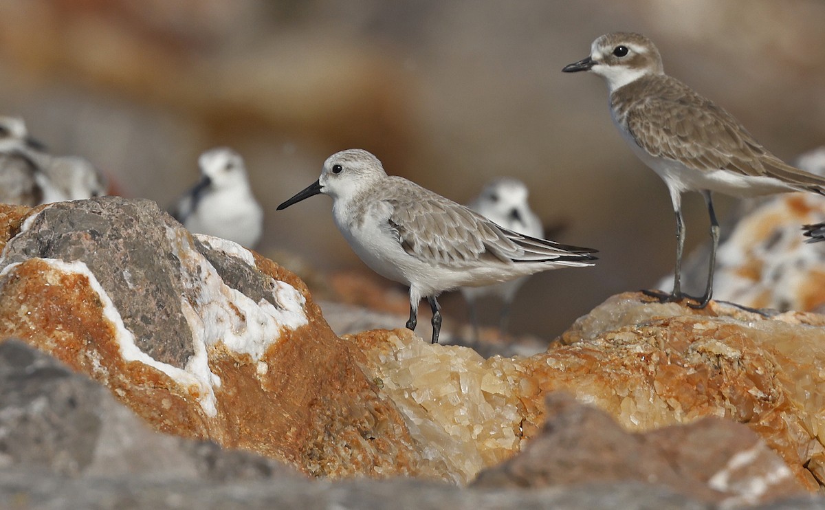 Sanderling - ML514500671