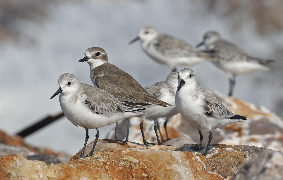 Sanderling - ML514500731