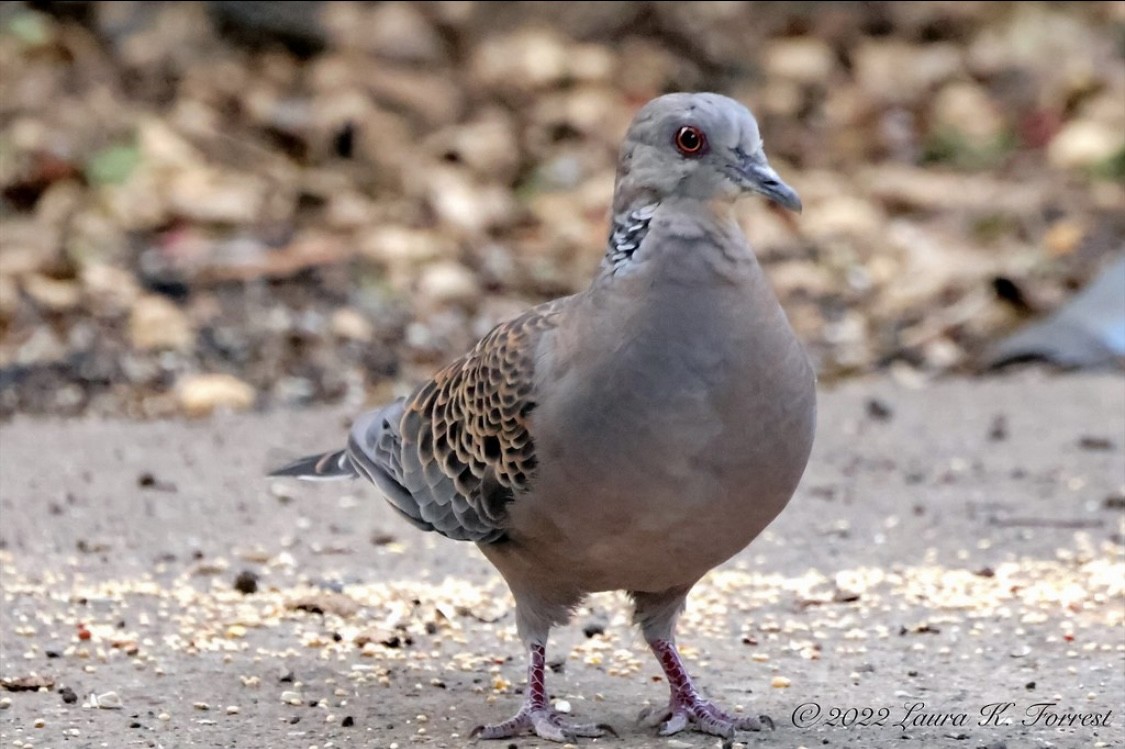 Oriental Turtle-Dove - ML514501231