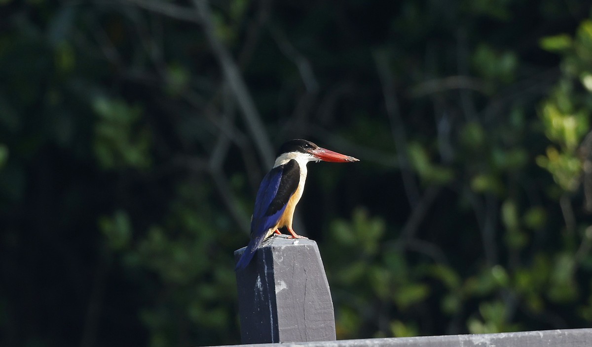 Black-capped Kingfisher - ML514501661