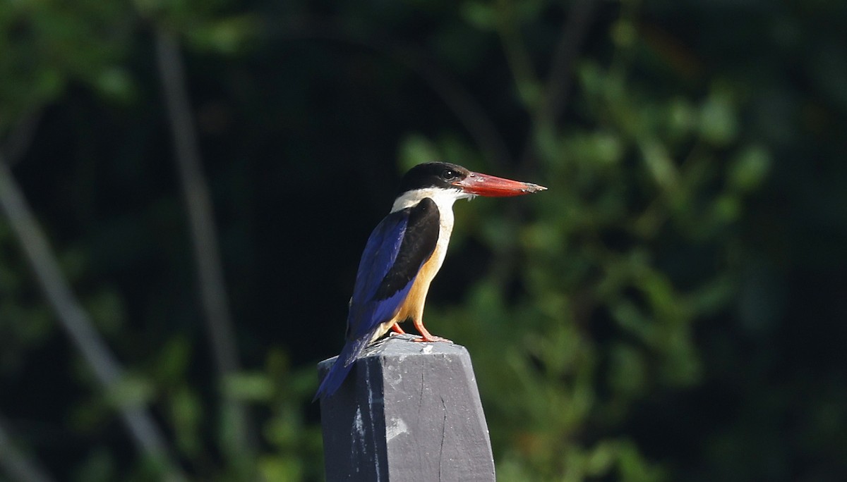 Black-capped Kingfisher - Paul Chapman