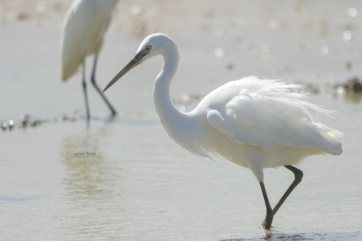 Aigrette garzette - ML51450411