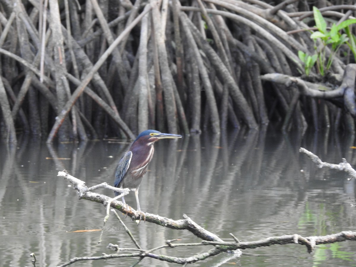 Green Heron - ML514504411