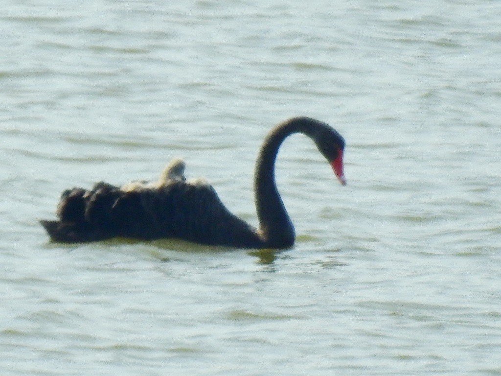 Black Swan - ML514505091