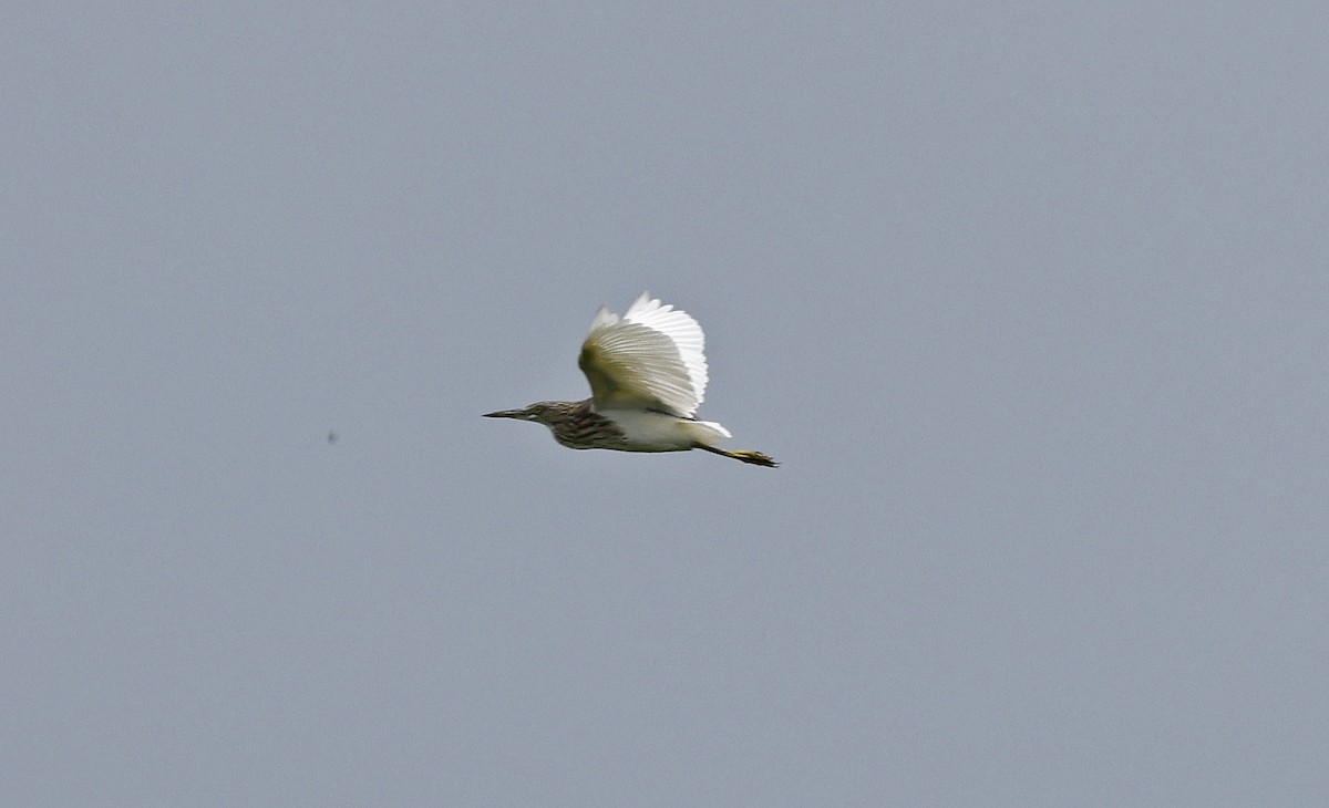 Javan Pond-Heron - ML514506161