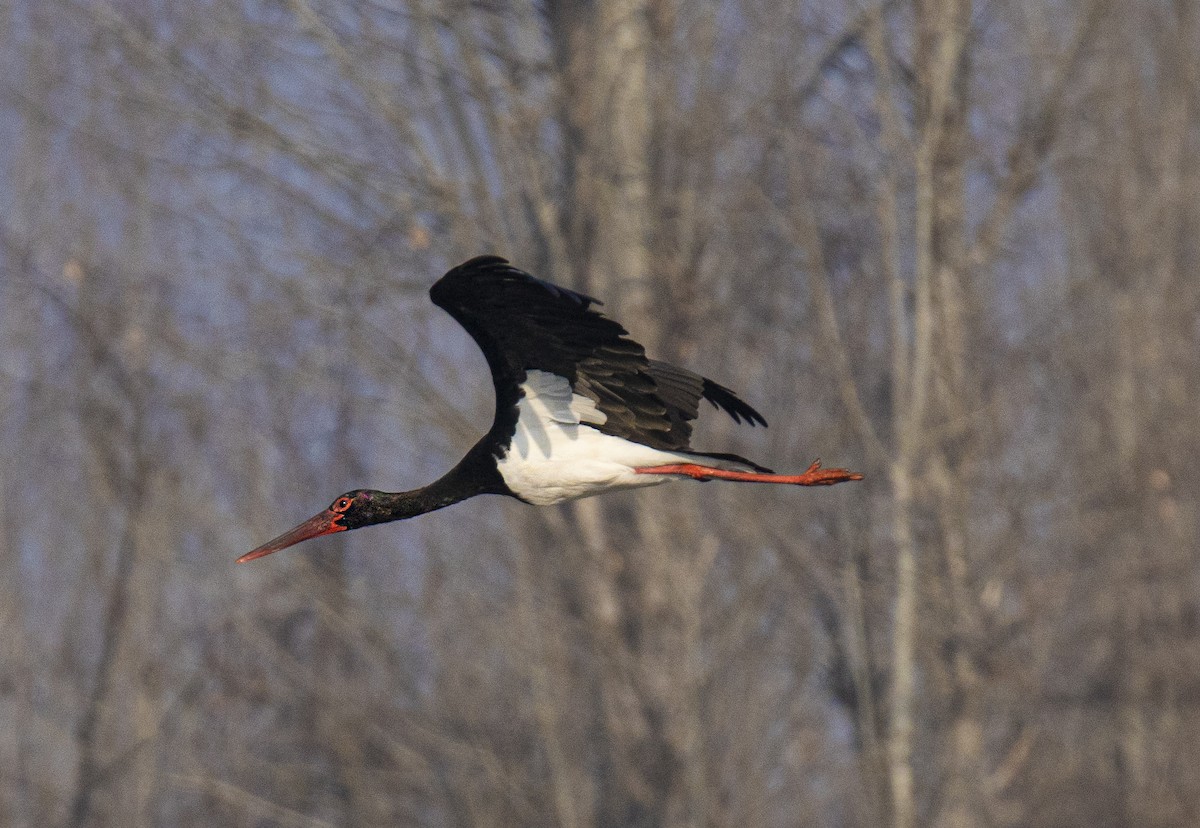 Black Stork - ML514507801