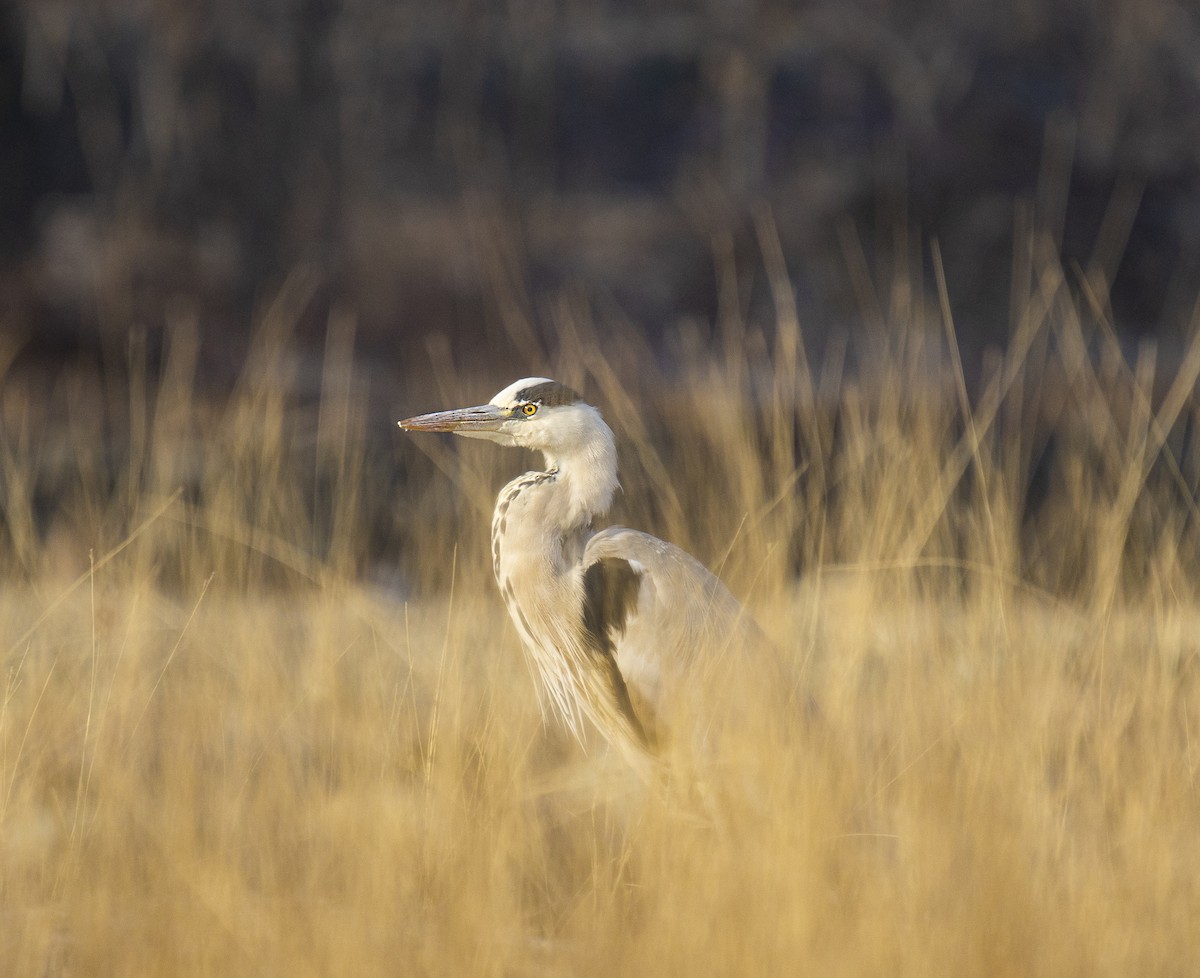 Gray Heron - ML514508011