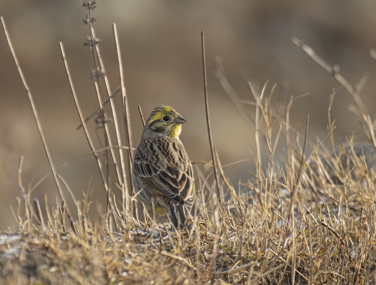 Yellowhammer - Waseem Bhat