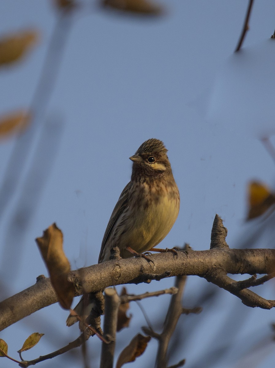 Pine Bunting - ML514508141