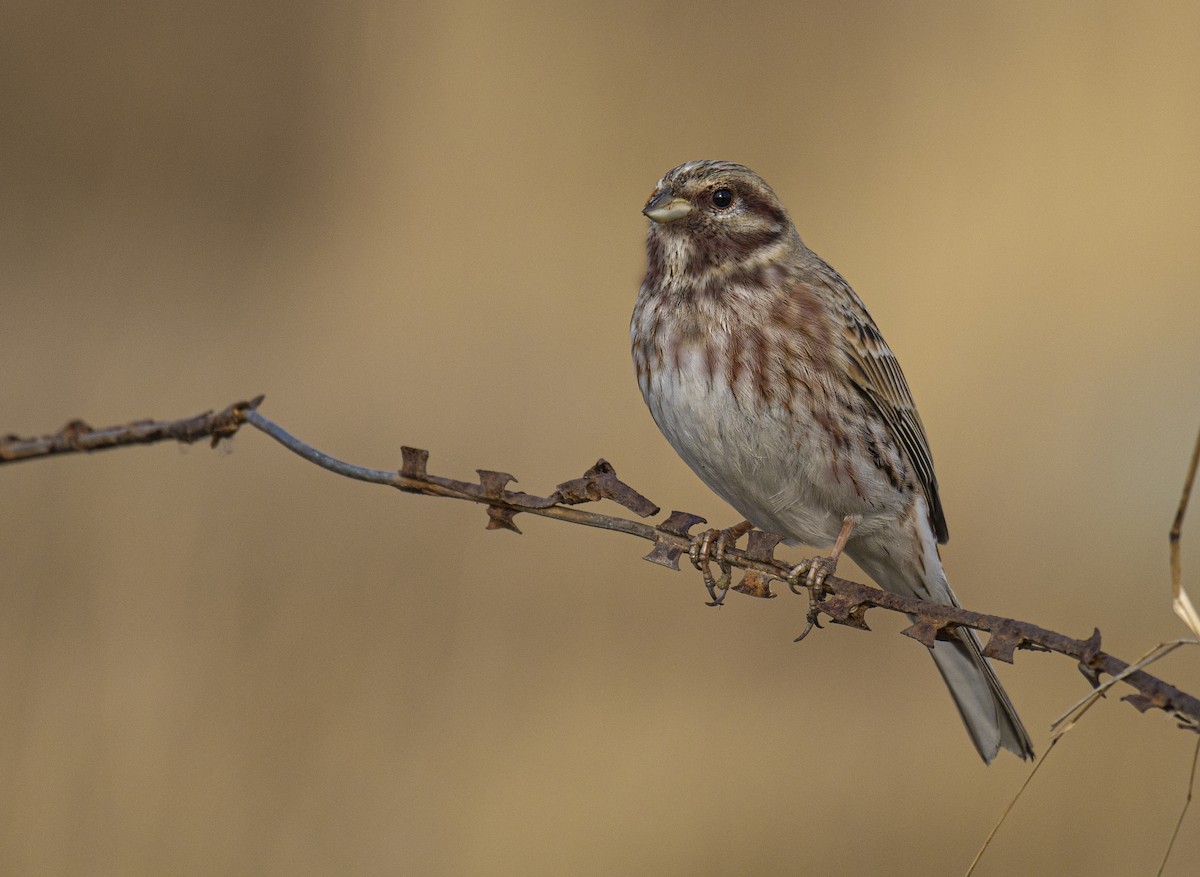 Pine Bunting - Waseem Bhat