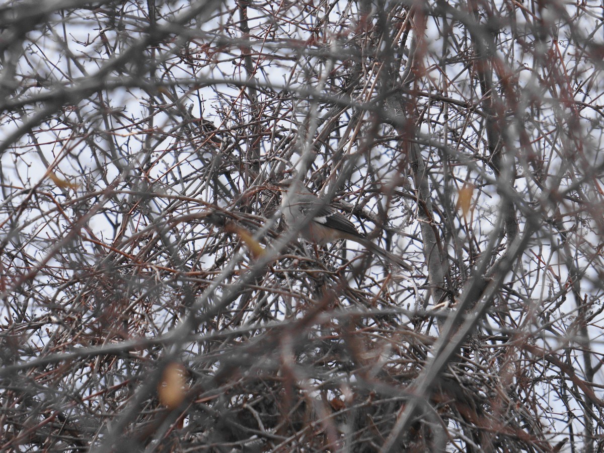 Northern Mockingbird - ML514508541