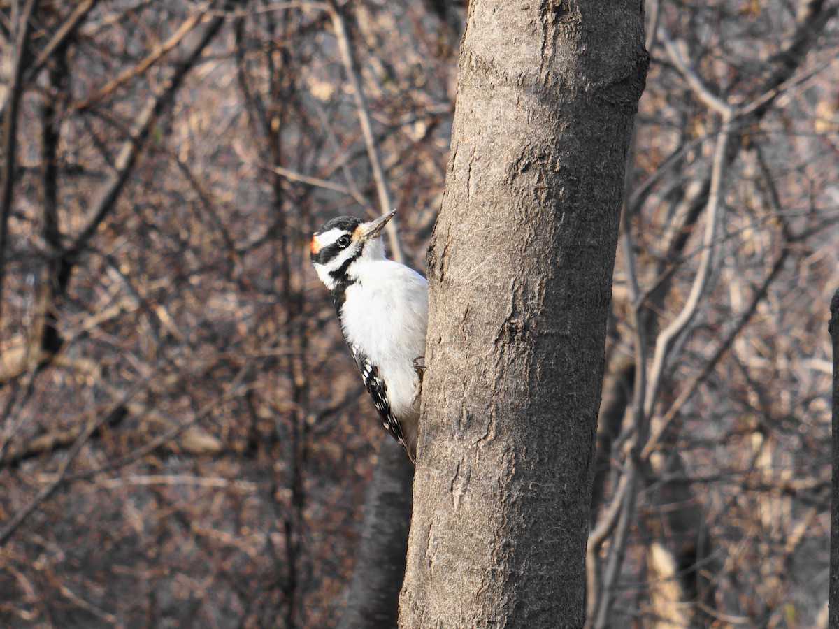 Hairy Woodpecker - ML514508691