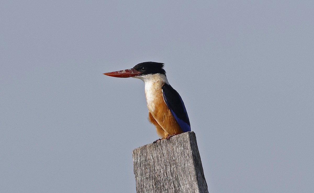 Black-capped Kingfisher - Paul Chapman