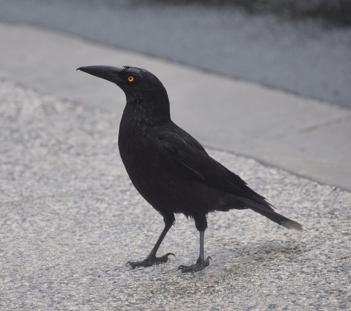 Black Currawong - ML514508951