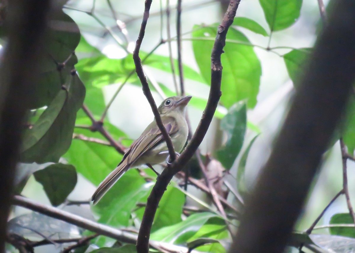 Eastern Olivaceous Flatbill - ML514510611