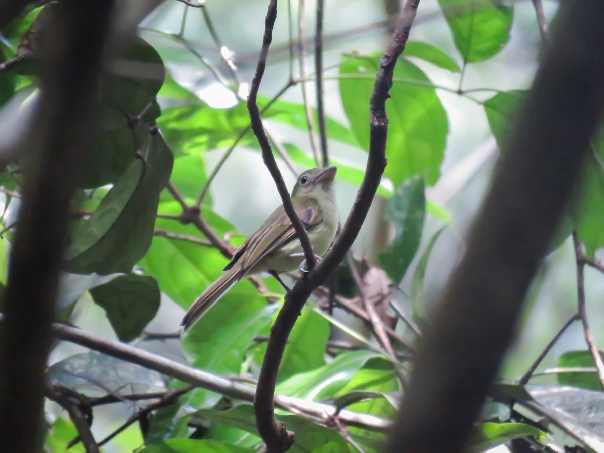 Eastern Olivaceous Flatbill - ML514510621