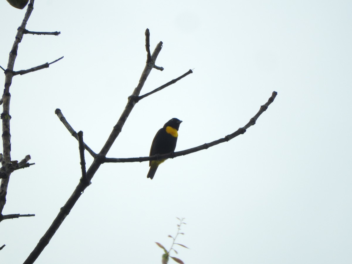 Golden-chested Tanager - ML514511091
