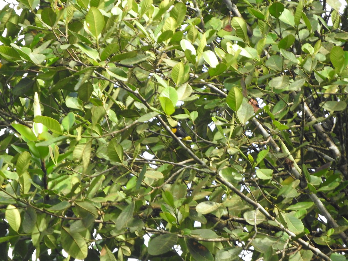 Golden-chested Tanager - ML514511111