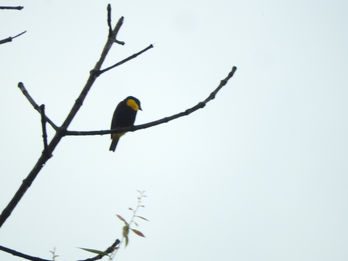 Golden-chested Tanager - ML514511121