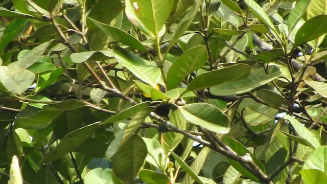 Golden-chested Tanager - ML514511181