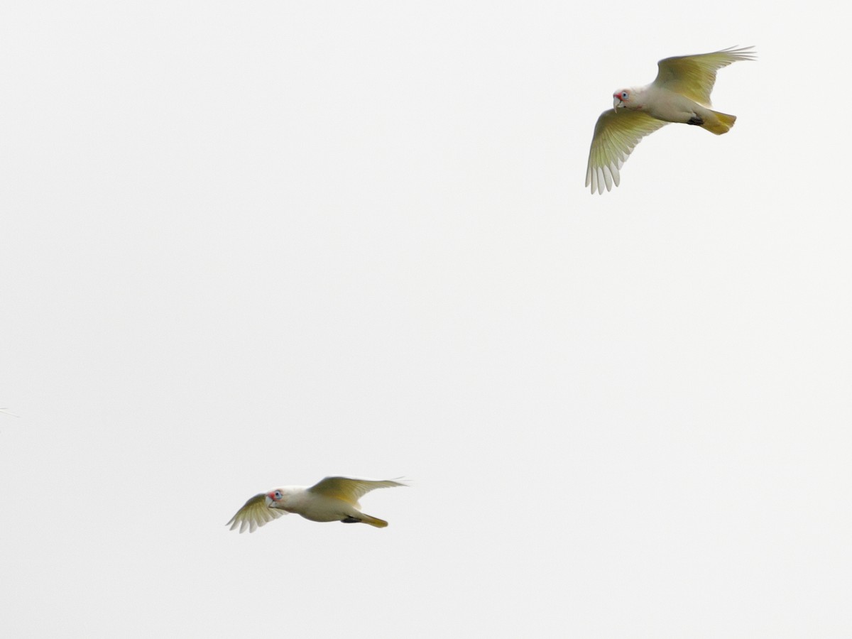 Long-billed Corella - ML514511911