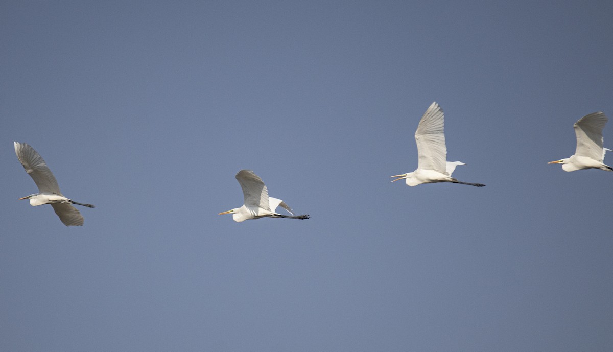 Great Egret - ML514512301