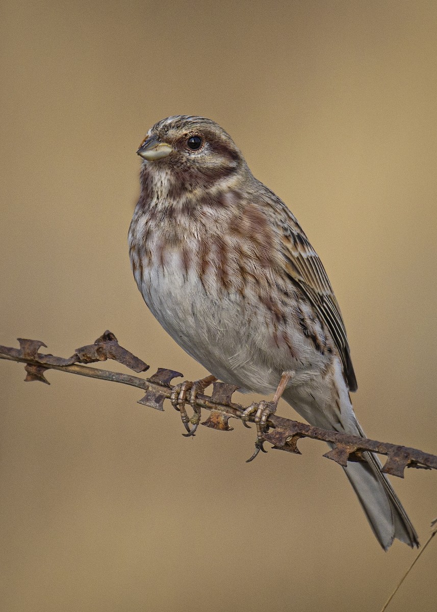 Pine Bunting - ML514512381