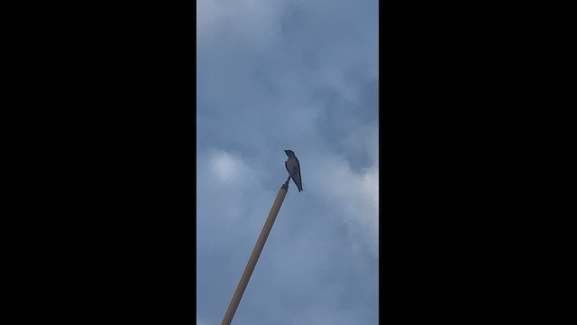 Golondrina Pechigrís - ML514512891