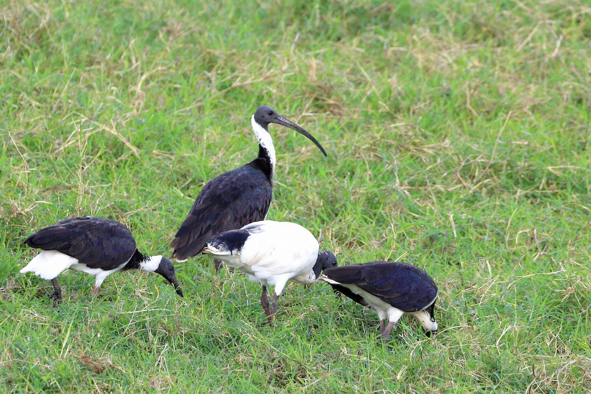 Straw-necked Ibis - Rolo Rodsey