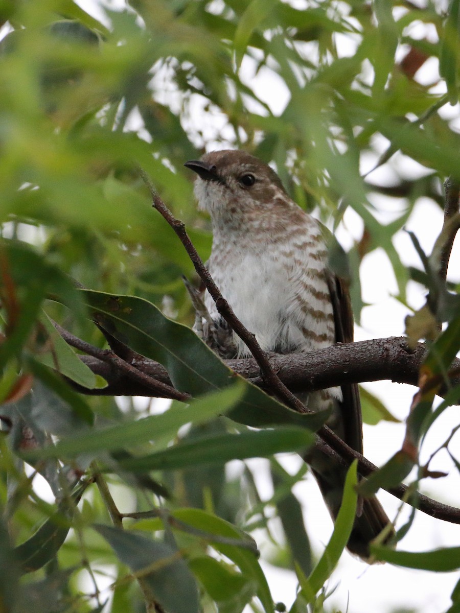 Shining Bronze-Cuckoo - Rolo Rodsey