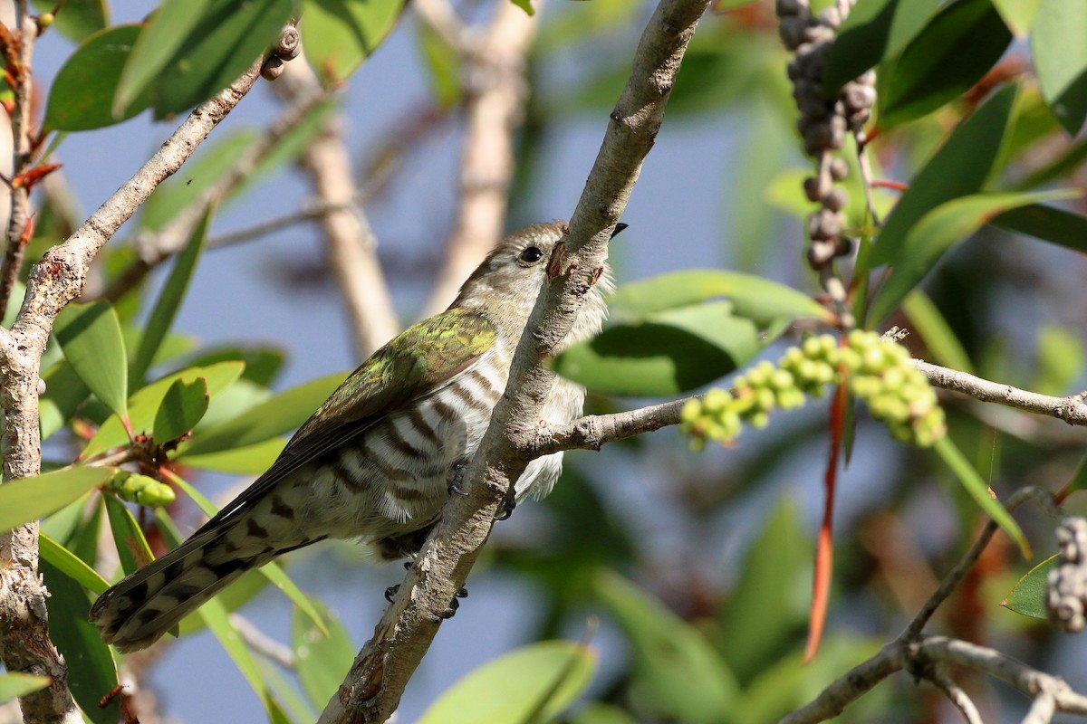 Shining Bronze-Cuckoo - Rolo Rodsey