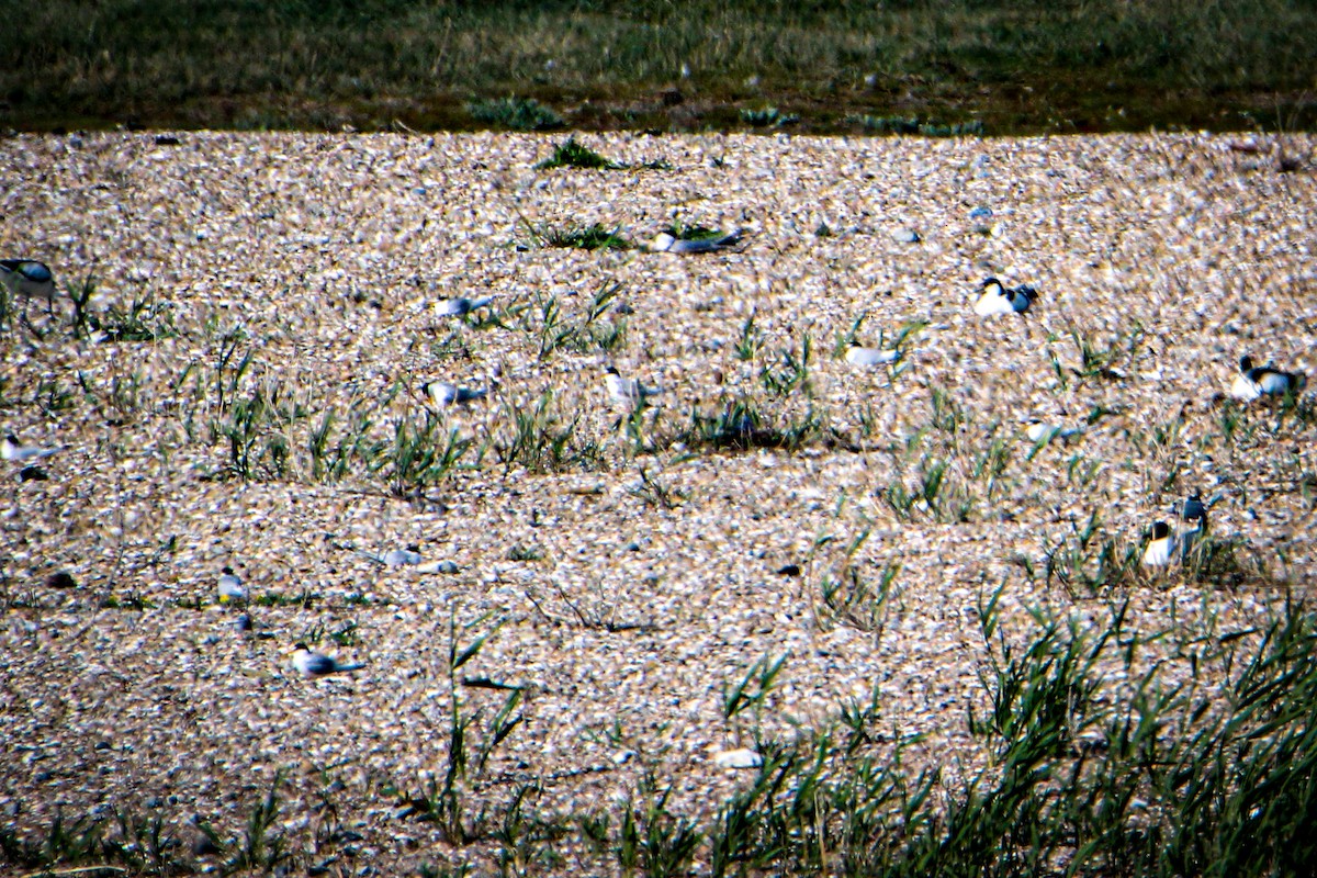 Little Tern - Olivier Lannoy