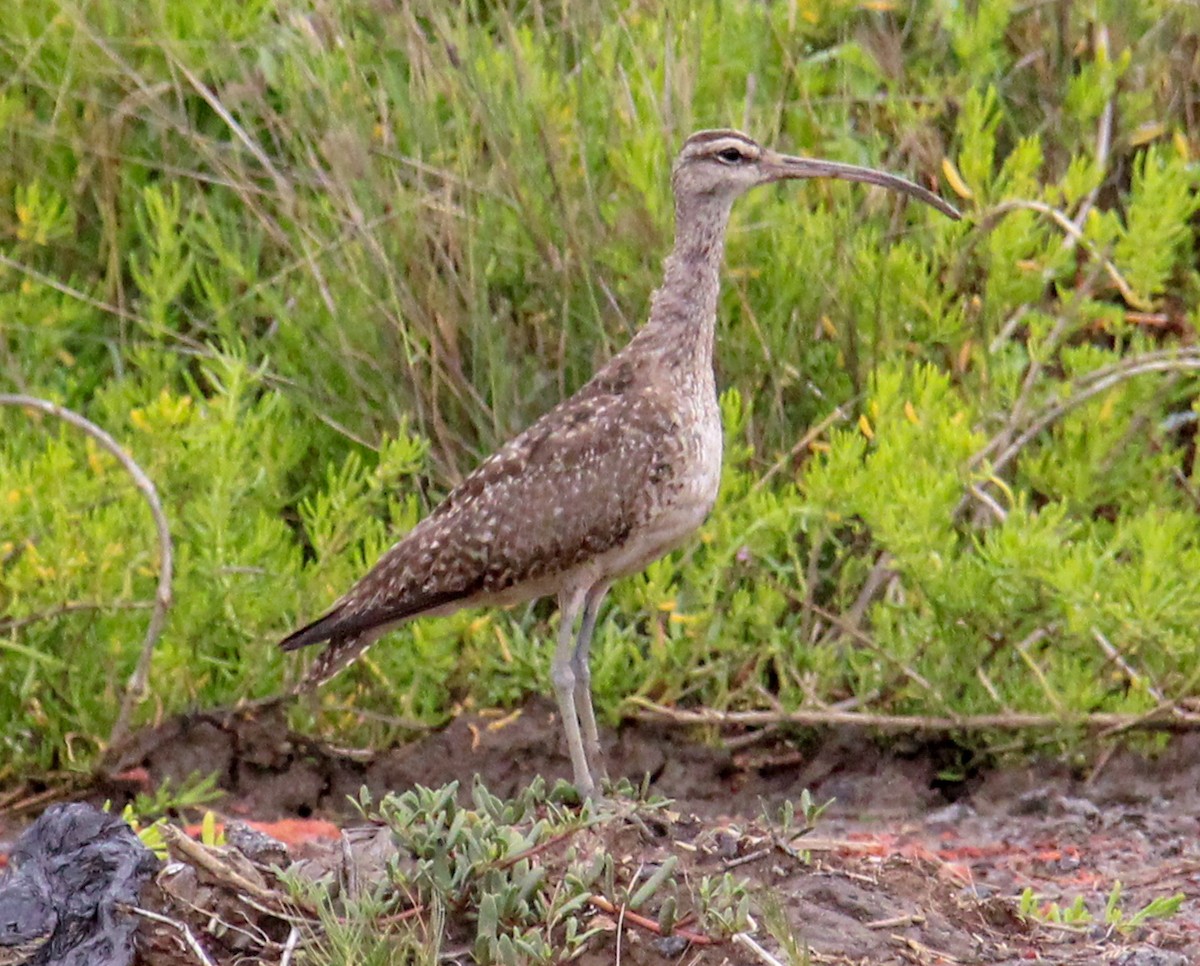 Whimbrel - ML514515071