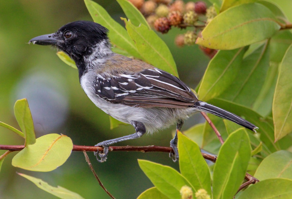 Black-crested Antshrike - ML514515861