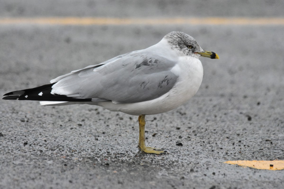 Ring-billed Gull - ML514516031