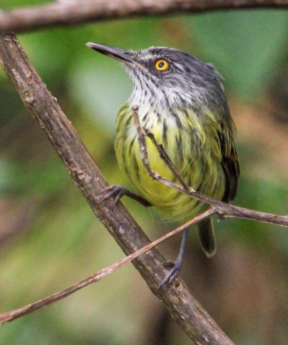 Spotted Tody-Flycatcher - ML514516241