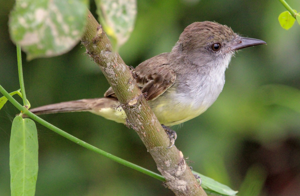 Short-crested Flycatcher - ML514516491