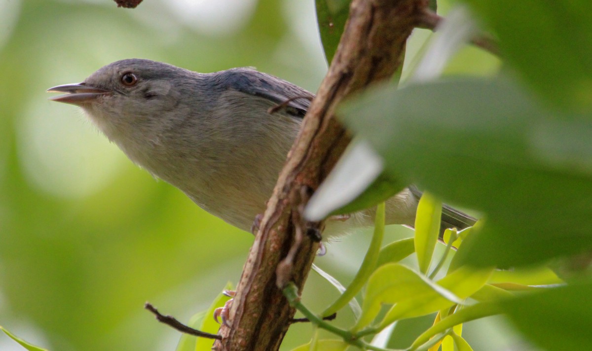 Bicolored Conebill - ML514516831