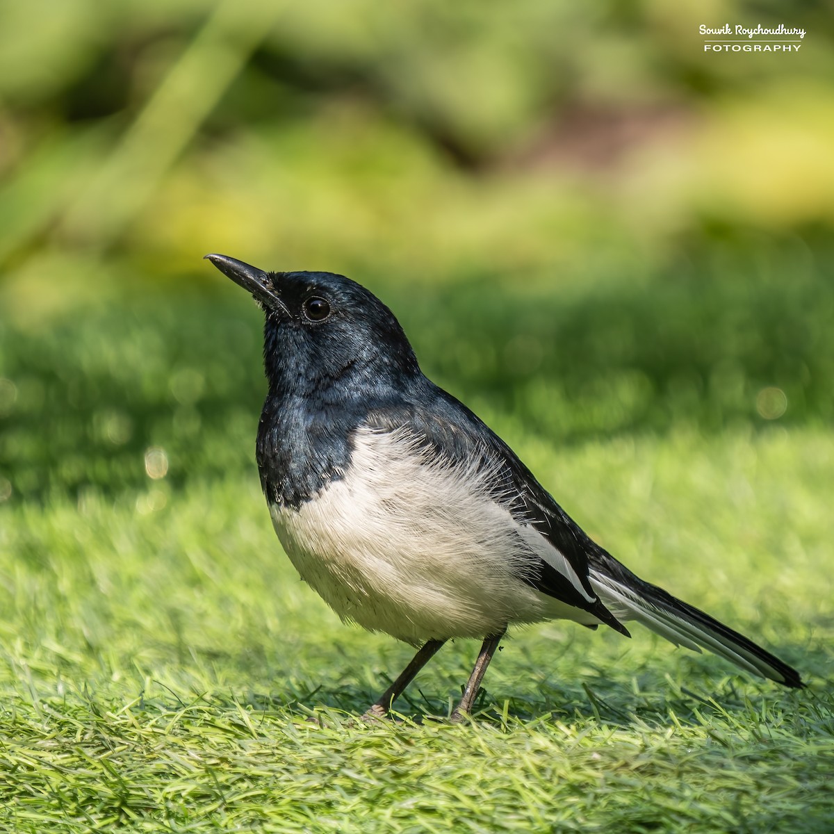 Oriental Magpie-Robin - ML514517681