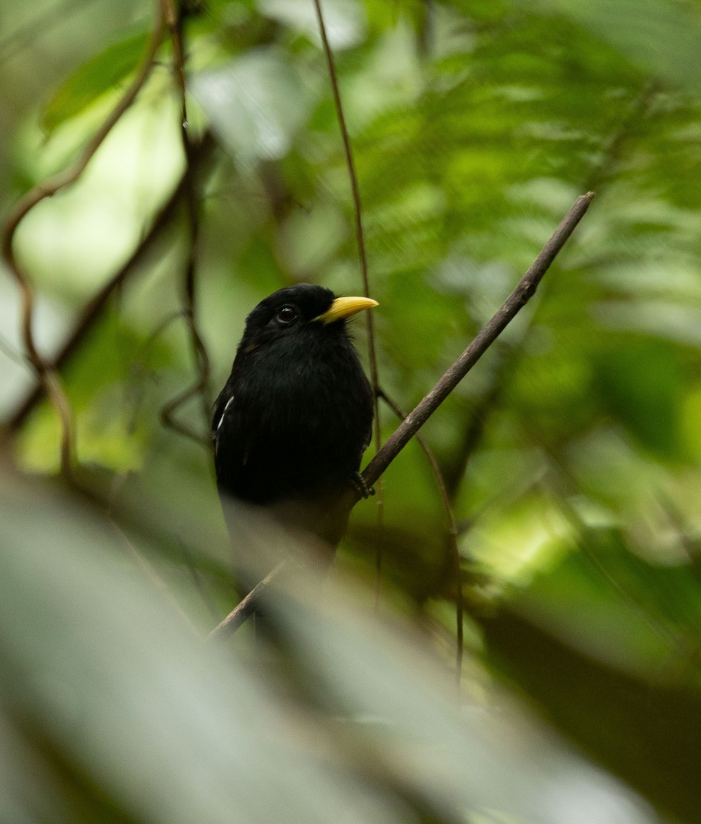 Yellow-billed Nunbird - ML514518041