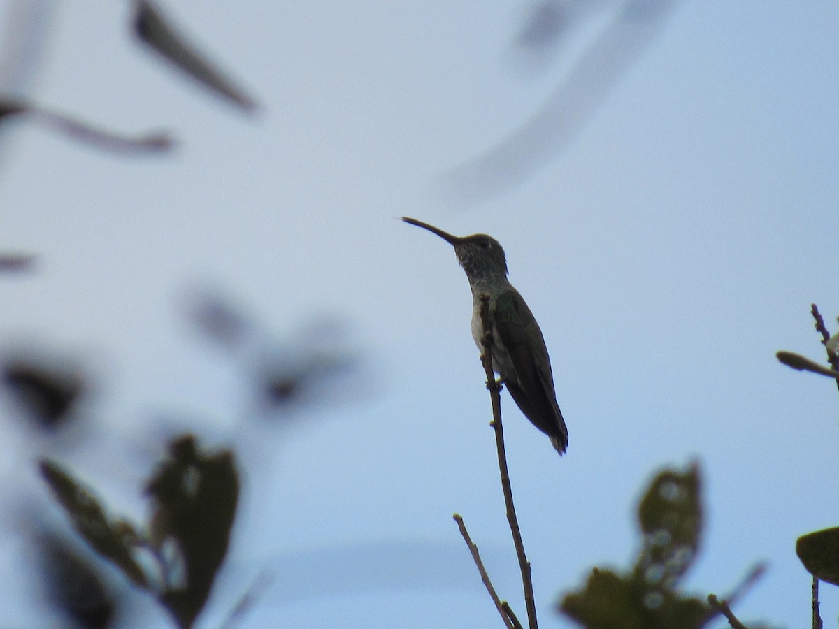 Honduran Emerald - Breden Urquia